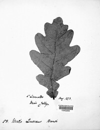 Cronartium quercuum image